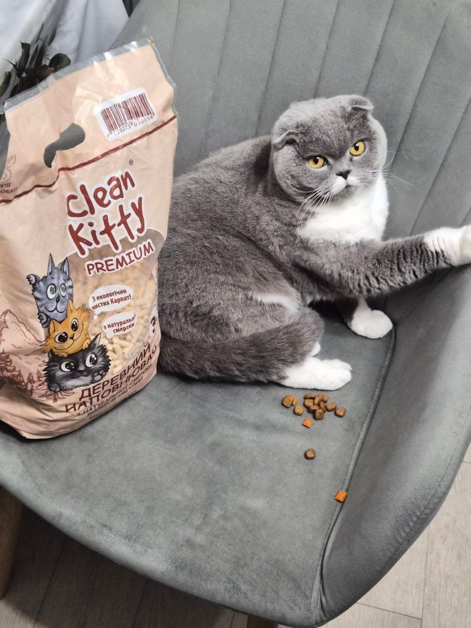 Шотландський кіт на сірому стільці поруч із мішком Clean Kitty PREMIUM